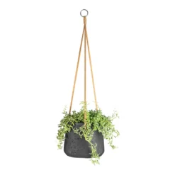 Senecio Peregrinus - String Of Dolphins 6 Senecio Peregrinus - String Of Dolphins -Outlet The Ever Sprout Store Senecio peregrinus String of Dolphins 15x25cm Patt Hanging Plant Pot Black Washed 20x17cm