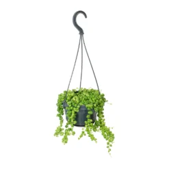 Senecio Rowleyanus - String Of Pearls