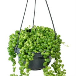 Senecio Rowleyanus - String Of Pearls 16 Senecio Rowleyanus - String Of Pearls -Outlet The Ever Sprout Store Senecio rowleyanus String of Beads Stems