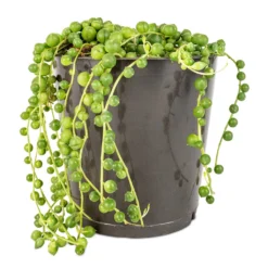 Senecio Rowleyanus - String Of Pearls 11 Senecio Rowleyanus - String Of Pearls -Outlet The Ever Sprout Store Senecio rowleyanus String of Pearls 12x20cm