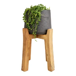 Senecio Rowleyanus - String Of Pearls 15 Senecio Rowleyanus - String Of Pearls -Outlet The Ever Sprout Store Senecio rowleyanus String of Pearls 12x20cm Patt Plant Pot Tall Stand Black Washed 23x34cm