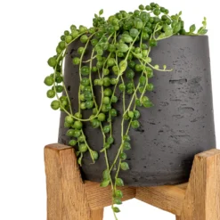 Senecio Rowleyanus - String Of Pearls 12 Senecio Rowleyanus - String Of Pearls -Outlet The Ever Sprout Store Senecio rowleyanus String of Pearls 12x20cm Patt Plant Pot Tall Stand Black Washed SWATCH