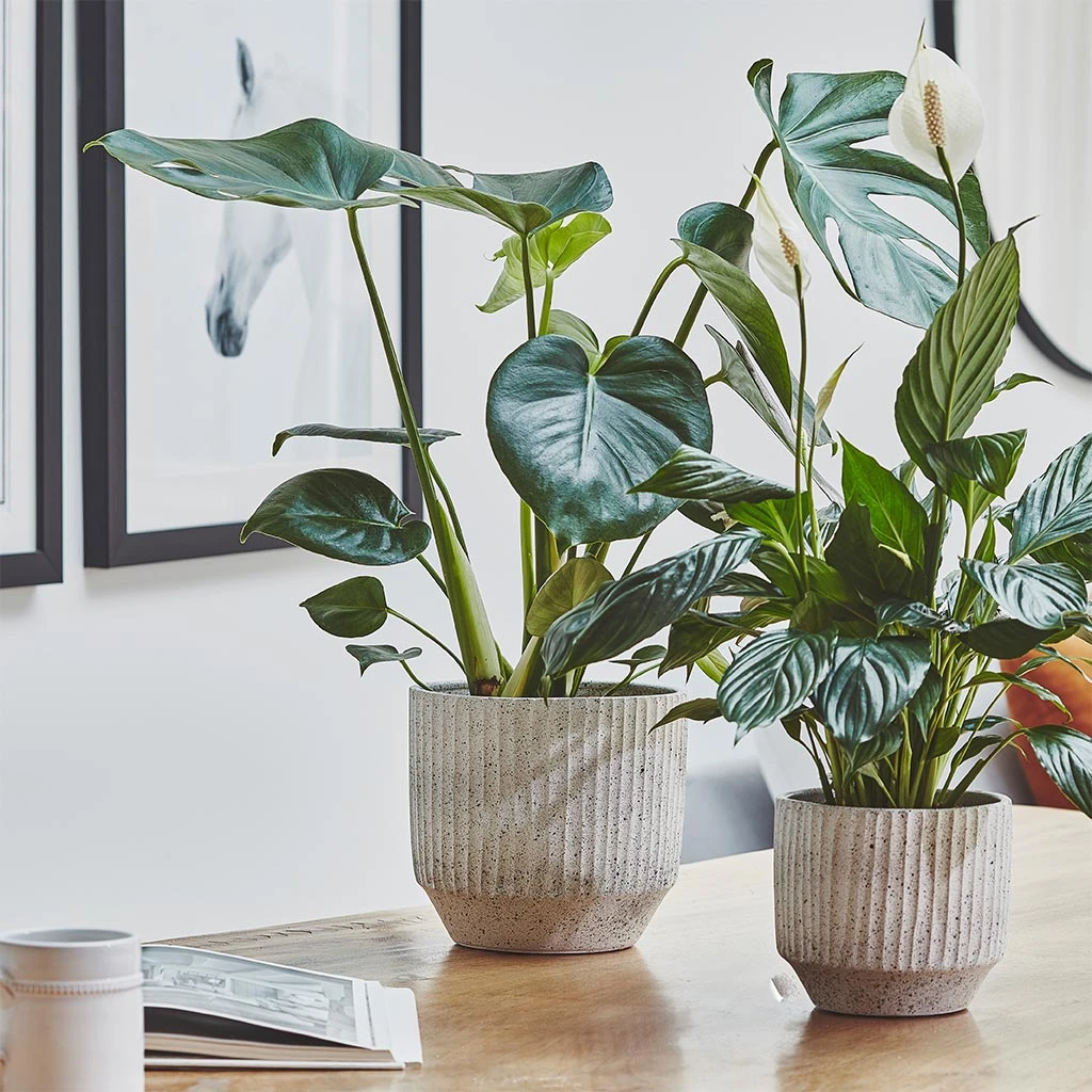 Solento Plant Pot - White Speckle 6 Solento Plant Pot - White Speckle - Image 6