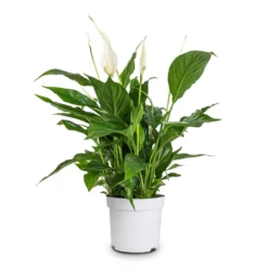 Spathiphyllum Bellini - Peace Lily -Outlet The Ever Sprout Store Spathiphyllum Bellini Peace Lily 13x40cm