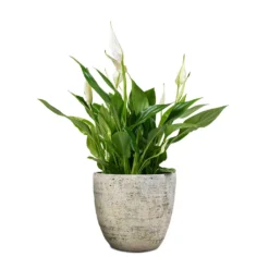 Spathiphyllum Bellini - Peace Lily -Outlet The Ever Sprout Store Spathiphyllum Bellini Peace Lily 13x40cm Anne Plant Pot White Earth 16x15cm