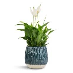 Spathiphyllum Bellini - Peace Lily -Outlet The Ever Sprout Store Spathiphyllum Bellini Peace Lily 13x40cm Arles Leaf Plant Pot Teal 17x17cm b28f29d1 ad88 4d77 a9f2 3ac39d5d9325