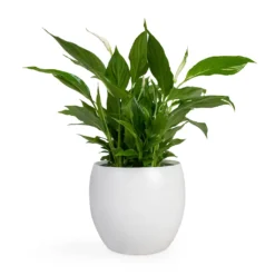 Spathiphyllum Bellini - Peace Lily -Outlet The Ever Sprout Store Spathiphyllum Bellini Peace Lily 13x40cm Cresta Plant Pot Pure White 19x16cm