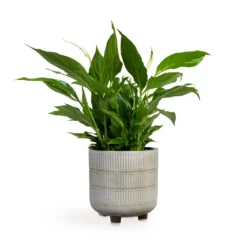 Spathiphyllum Bellini - Peace Lily -Outlet The Ever Sprout Store Spathiphyllum Bellini Peace Lily 13x40cm Denise Plant Pot Off White 17x17cm
