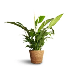 Spathiphyllum Bellini - Peace Lily -Outlet The Ever Sprout Store Spathiphyllum Bellini Peace Lily 13x40cm Igmar Plant Basket Natural 15x12cm e38284c0 312d 4468 9b9c f46982abe0d9