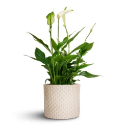 Spathiphyllum Bellini - Peace Lily -Outlet The Ever Sprout Store Spathiphyllum Bellini Peace Lily 13x40cm Lazzaro Plant Pot Taupe Garland 15x13cm d78f70dd 41c8 489e 8122 35a1a5c771bb
