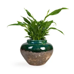 Spathiphyllum Bellini - Peace Lily -Outlet The Ever Sprout Store Spathiphyllum Bellini Peace Lily 13x40cm Lindy Jar Plant Pot Black Green 28x20cm