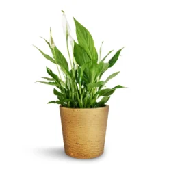 Spathiphyllum Bellini - Peace Lily -Outlet The Ever Sprout Store Spathiphyllum Bellini Peace Lily 13x40cm Mini Bucket Plant Pot Metallic Gold 16x15cm