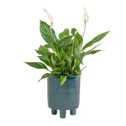 Pisa Plant Pot - Emerald 11 Pisa Plant Pot - Emerald -Outlet The Ever Sprout Store Spathiphyllum Bellini Peace Lily 13x40cm Pisa Plant Pot Emerald 20x24cm