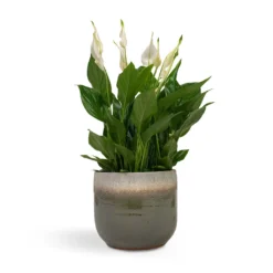 Spathiphyllum Bellini - Peace Lily -Outlet The Ever Sprout Store Spathiphyllum Bellini Peace Lily 13x40cm Tarra Plant Pot Forest 17x15cm