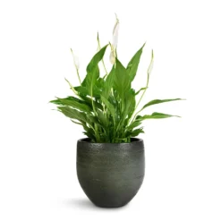 Spathiphyllum Bellini - Peace Lily -Outlet The Ever Sprout Store Spathiphyllum Bellini Peace Lily 13x40cm Zembla Plant Pot Green 18x16cm