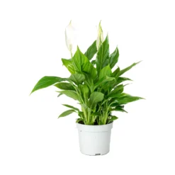 Spathiphyllum Bellini - Peace Lily -Outlet The Ever Sprout Store Spathiphyllum Bellini Peace Lily