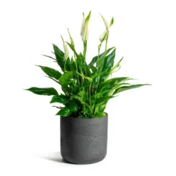 Spathiphyllum Bellini - Peace Lily -Outlet The Ever Sprout Store Spathiphyllum Bellini Peace Lily Charlie Plant Pot Black Washed