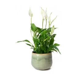 Spathiphyllum Bellini - Peace Lily -Outlet The Ever Sprout Store Spathiphyllum Bellini Peace Lily Iris Plant Pot