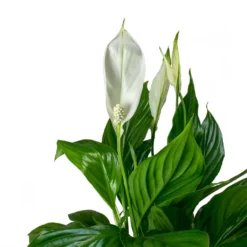 Spathiphyllum Bellini - Peace Lily -Outlet The Ever Sprout Store Spathiphyllum Bellini Peace Lily Leaves