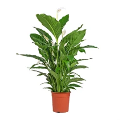 Spathiphyllum Sebastiano - Peace Lily -Outlet The Ever Sprout Store Spathiphyllum Sebastiano Peace Lily
