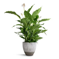 Jesslyn Plant Pot - Ridged White Stripe 11 Jesslyn Plant Pot - Ridged White Stripe -Outlet The Ever Sprout Store Spathiphyllum Sebastiano Peace Lily Jesslyn Plant Pot Ridged White Stripe 33x29cm e3f81adf 6919 4ddb 92da 4cf742350034