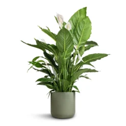 Spathiphyllum Sebastiano - Peace Lily -Outlet The Ever Sprout Store Spathiphyllum Sebastiano Peace Lily Lisbon Plant Pot Sage 26x26cm