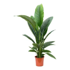 Spathiphyllum Sensation - Peace Lily -Outlet The Ever Sprout Store Spathiphyllum Sensation Peace Lily