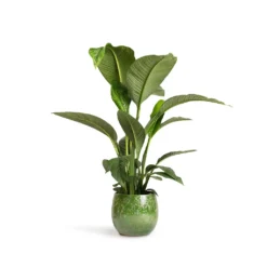 Spathiphyllum Sensation - Peace Lily -Outlet The Ever Sprout Store Spathiphyllum Sensation Peace Lily 24x110cm Aimee Plant Pot Pear 33x28cm