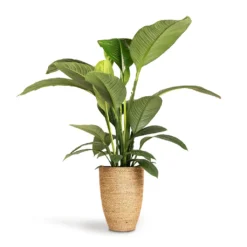 Ben Plant Pot - Straw Grass 15 Ben Plant Pot - Straw Grass -Outlet The Ever Sprout Store Spathiphyllum Sensation Peace Lily 24x110cm Ben Plant Pot Straw Grass 30x41cm 5f0fdcae 3f42 4b6b 956e fd7ac8aac95b