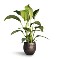 Spathiphyllum Sensation - Peace Lily -Outlet The Ever Sprout Store Spathiphyllum Sensation Peace Lily 24x110cm Evi Plant Pot Midnight Black35x32cm