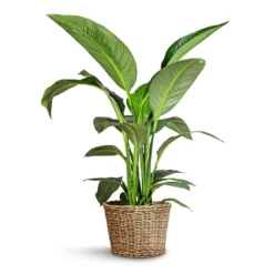 Spathiphyllum Sensation - Peace Lily -Outlet The Ever Sprout Store Spathiphyllum Sensation Peace Lily 24x120cm Sally Wikr Plant Basket Natural 41x29cm