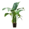 Spathiphyllum Sensation - Peace Lily - HydroCare