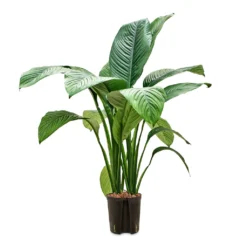 Spathiphyllum Sensation - Peace Lily - HydroCare