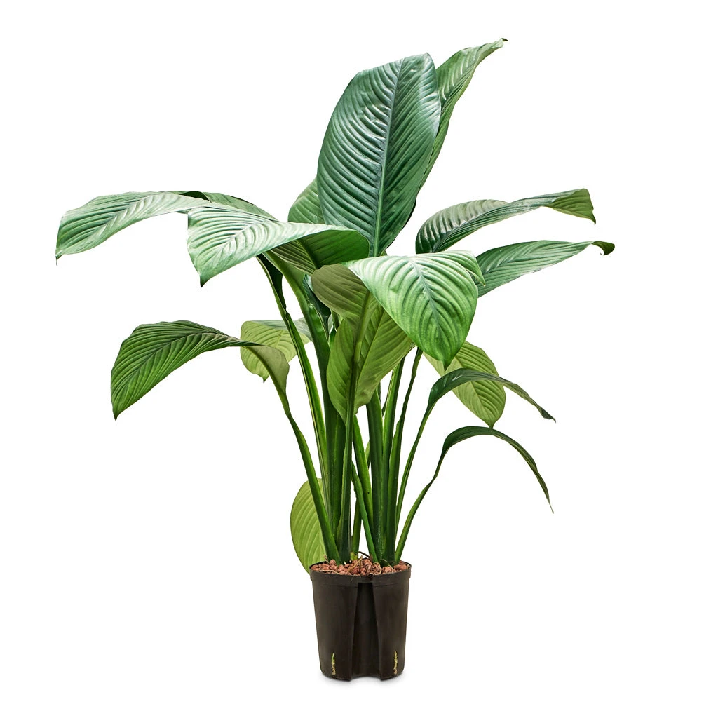 Spathiphyllum Sensation - Peace Lily - HydroCare 1 Spathiphyllum Sensation - Peace Lily - HydroCare