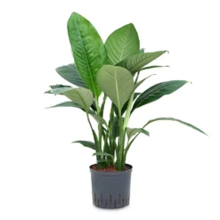 Spathiphyllum Sensation - Peace Lily - HydroCare 9 Spathiphyllum Sensation - Peace Lily - HydroCare -Outlet The Ever Sprout Store Spathiphyllum Sensation Peace Lily HydroCare 22 19x80cm