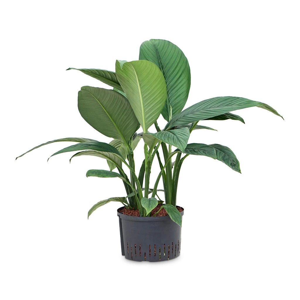 Spathiphyllum Sensation - Peace Lily - HydroCare 5 Spathiphyllum Sensation - Peace Lily - HydroCare - Image 5