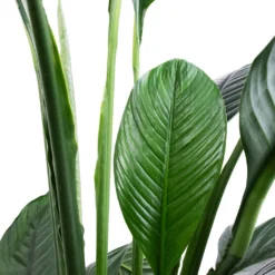 Spathiphyllum Sensation - Peace Lily -Outlet The Ever Sprout Store Spathiphyllum Sensation Peace Lily SWATCH 2