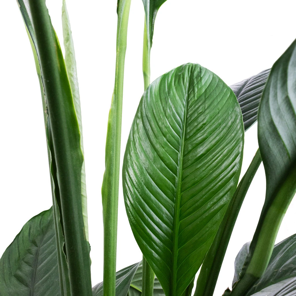 Spathiphyllum Sensation - Peace Lily - HydroCare 2 Spathiphyllum Sensation - Peace Lily - HydroCare - Image 2