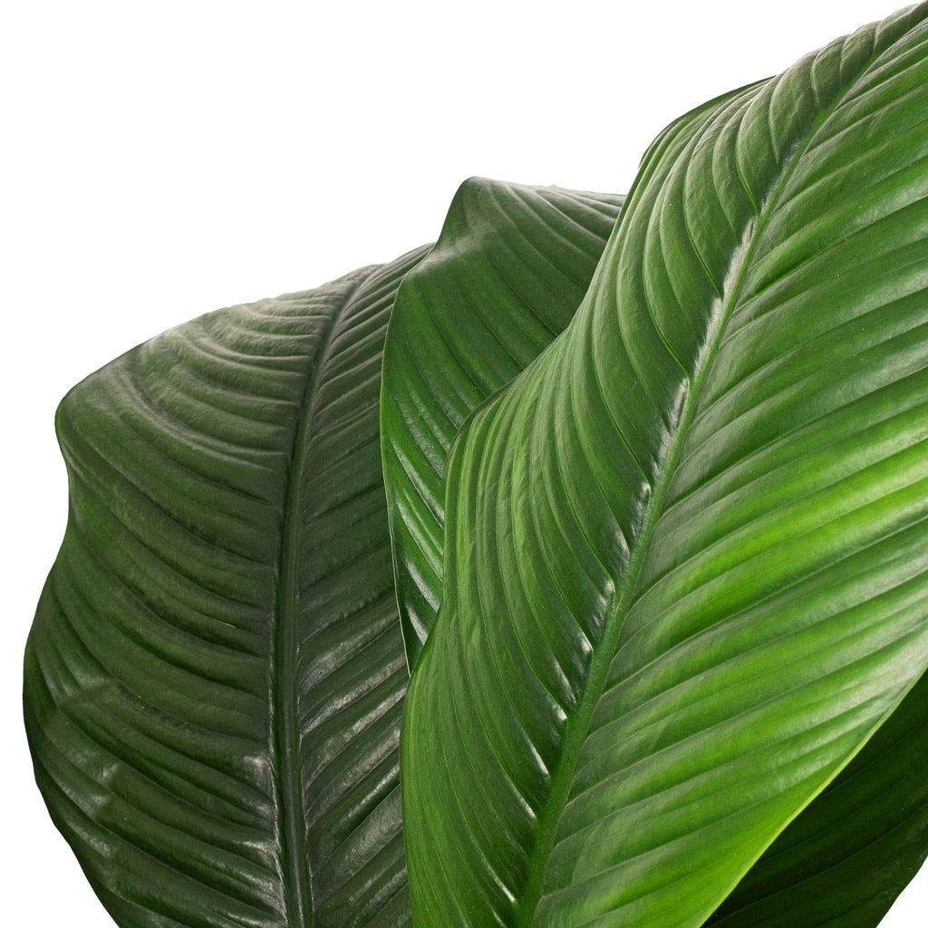 Spathiphyllum Sensation - Peace Lily - HydroCare 4 Spathiphyllum Sensation - Peace Lily - HydroCare - Image 4