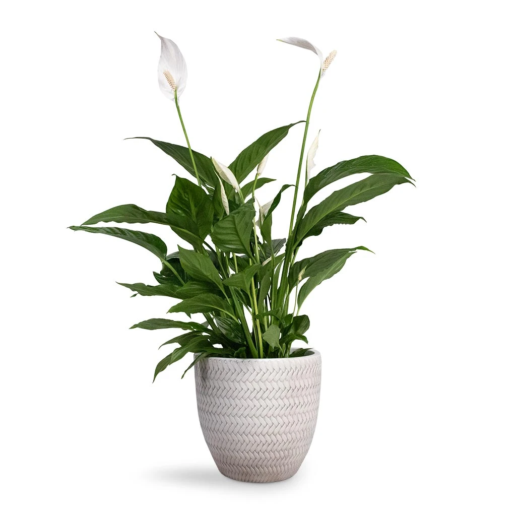 Angle Couple Plant Pot - White 2 Angle Couple Plant Pot - White - Image 2
