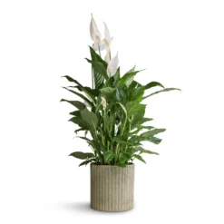 Azalea Ribbed Plant Pot - Speckled Green Stone 14 Azalea Ribbed Plant Pot - Speckled Green Stone -Outlet The Ever Sprout Store Spathiphyllum Vivaldi Peace Lily 17x70cm Azalea Ribbed Plant Pot Speckled Green Stone 20x20cm