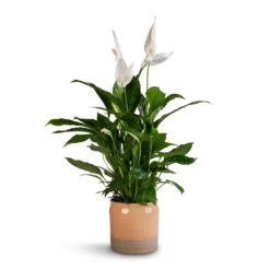 Puro Ripple Plant Pot - Peach -Outlet The Ever Sprout Store Spathiphyllum Vivaldi Peace Lily 17x70cm Puro Ripple Plant Pot Peach 21x19cm