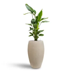 Raindrop Tall Balloon Planter - Stone -Outlet The Ever Sprout Store Strelitzia nicolai Bird of Paradise Hydroculture 26 25 x 140cm Raindrop Tall Balloon Planter Stone 37 x 60cm 006ff816 0692 4d8c b25b 5f61a9160b58