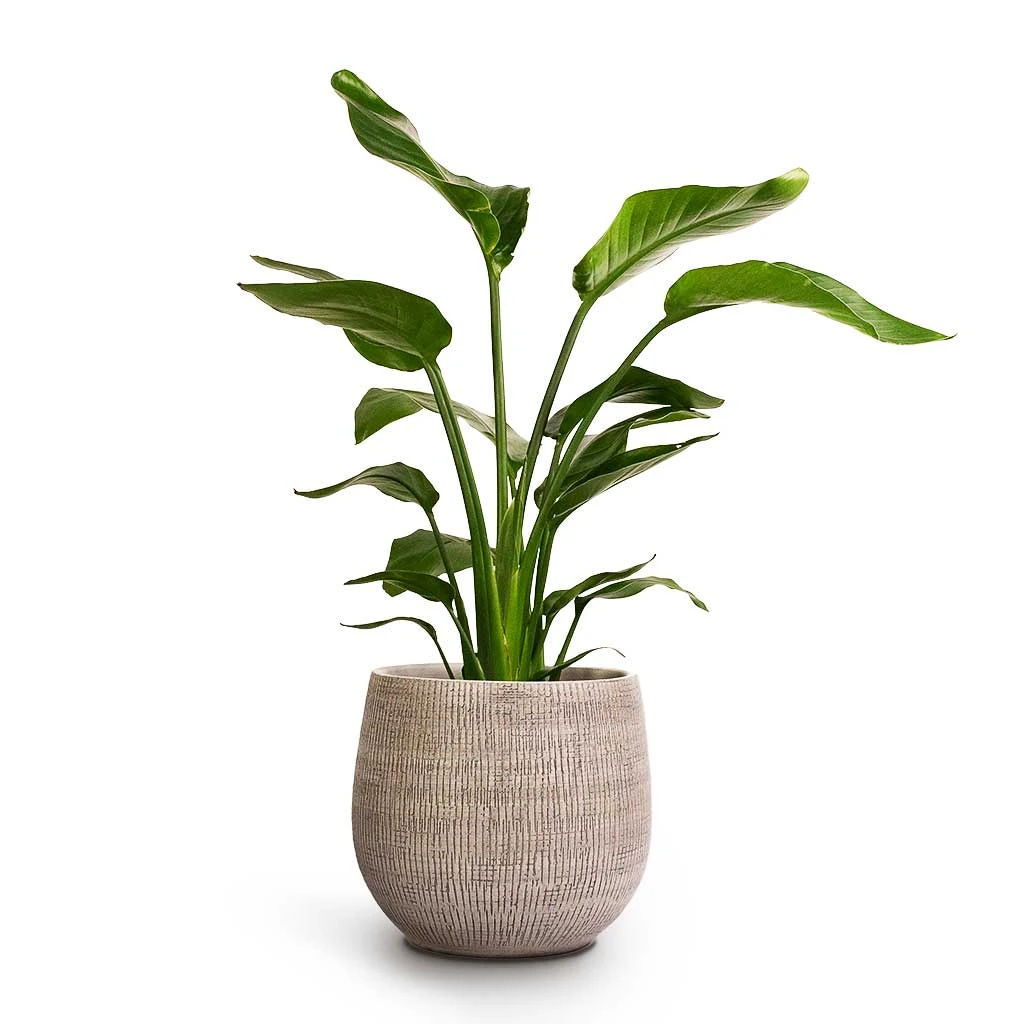 Ryan Plant Pot - White Black 7 Ryan Plant Pot - White Black - Image 7