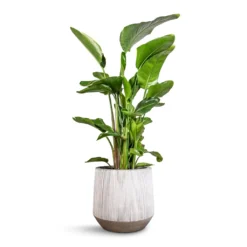 Harith Plant Pot - Ridged White Stripe -Outlet The Ever Sprout Store Strelitzia nicolai Giant White Bird of Paradise 29x140cm Harith Plant Pot Ridged White Stripe 42x38cm 5c45ee41 66ef 4c3b b30c 709027bbffa2