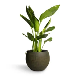 Strelitzia Reginea - Bird Of Paradise -Outlet The Ever Sprout Store Strelitzia reginea Bird of Paradise 12x45cm Dex Plant Pot Forrest 17x13cm