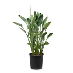 Strelitzia Reginea - Bird Of Paradise -Outlet The Ever Sprout Store Strelitzia reginea Bird of Paradise 34x150cm