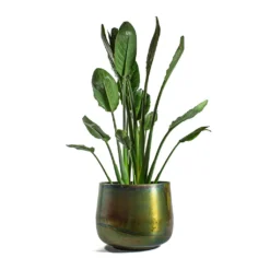 Strelitzia Reginea - Bird Of Paradise -Outlet The Ever Sprout Store Strelitzia reginea Bird of Paradise Elisa Metal Plant Pots Set of 3 Vintage Green