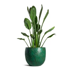 Strelitzia Reginea - Bird Of Paradise -Outlet The Ever Sprout Store Strelitzia reginea Bird of Paradise Famke Metal Plant Pots Set of 3 Old Blue