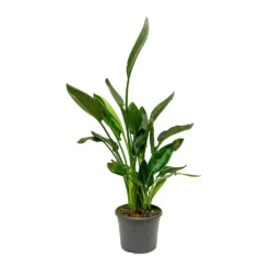 Strelitzia Reginea - Bird Of Paradise -Outlet The Ever Sprout Store Strelitzia reginea Bird of Paradise Large